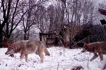 Chó sói đột biến ở Chernobyl có khả năng kháng ung thư