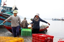 Ngư dân Hà Tĩnh trúng “lộc biển