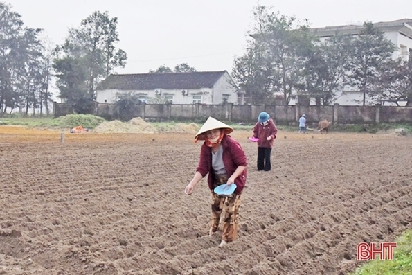 Nông dân Hà Tĩnh hối hả ra đồng sản xuất lạc xuân